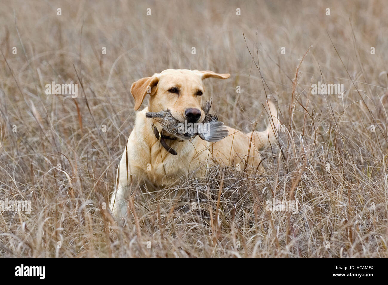 Yellow Labrador Retriever Sitting In A Camouflaged Area Stock Image
