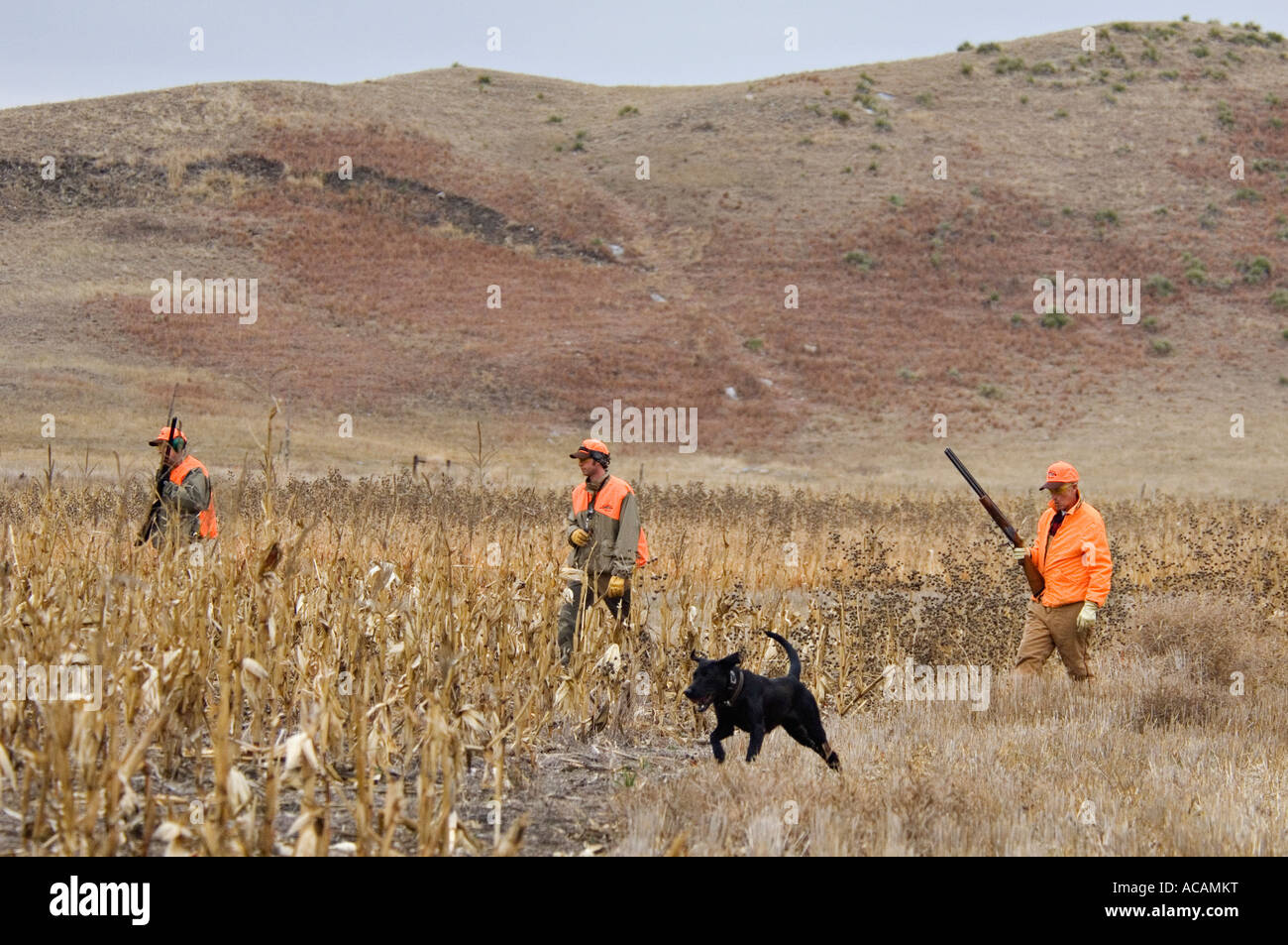 Black lab pheasant hires stock photography and images Alamy