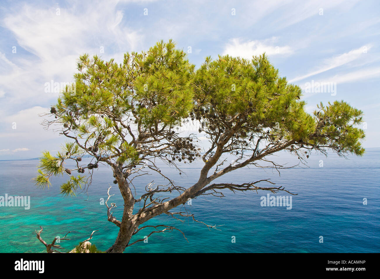 Aleppo pine (Pinus halepensis), in front of turquoise-blue sea, Island Hvar, Dalmatia, Croatia Stock Photo