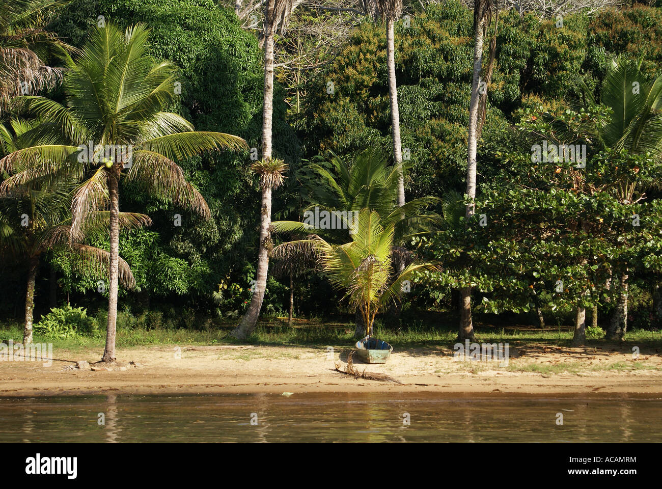 Tropical beach with palm trees hi-res stock photography and images - Alamy