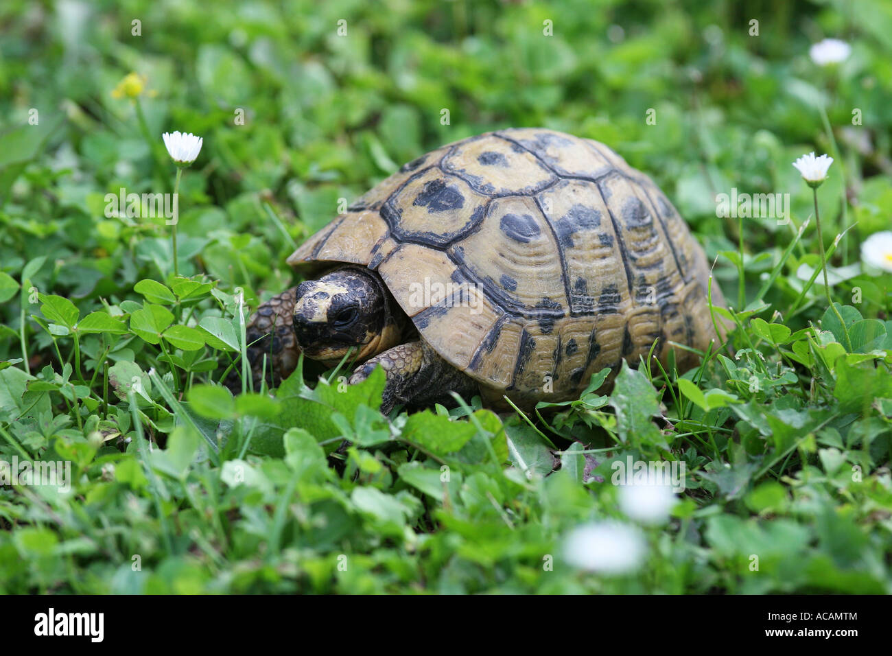 Russian Tortoise (Testudo horsfieldii) Stock Photo