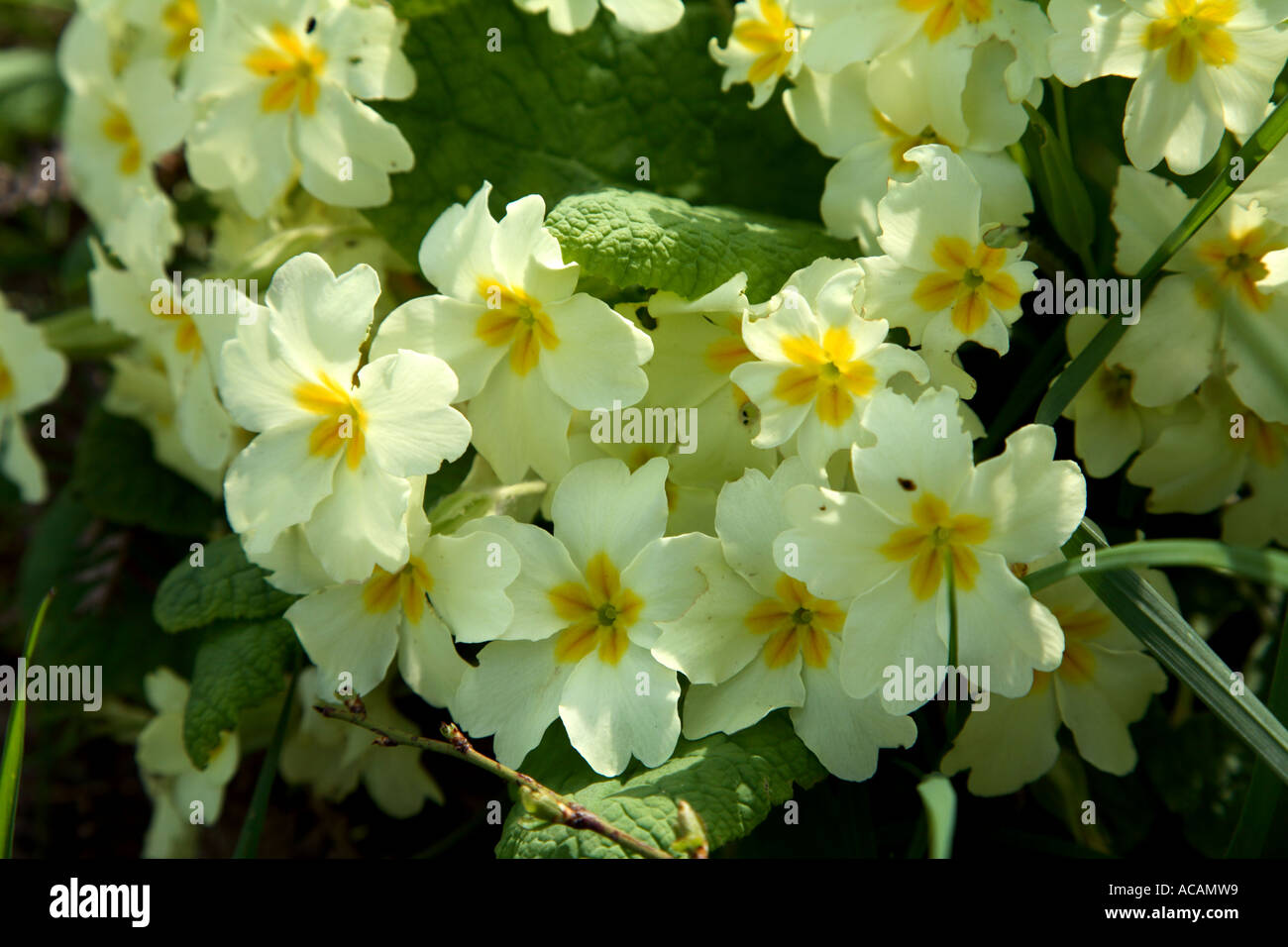 Spring primroses in Engish countryside Stock Photo