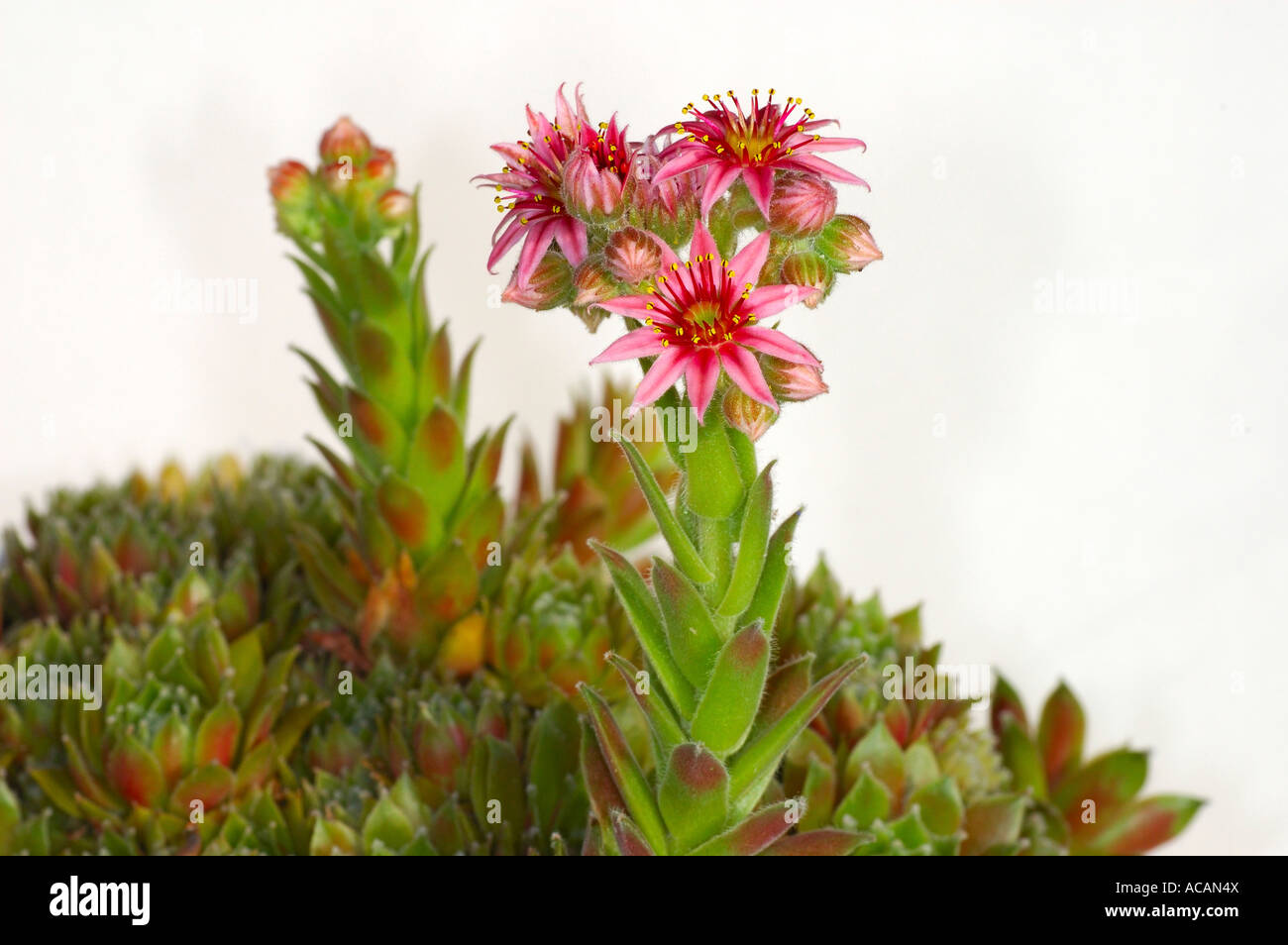 Blooming houseleek, Sempervivum Stock Photo