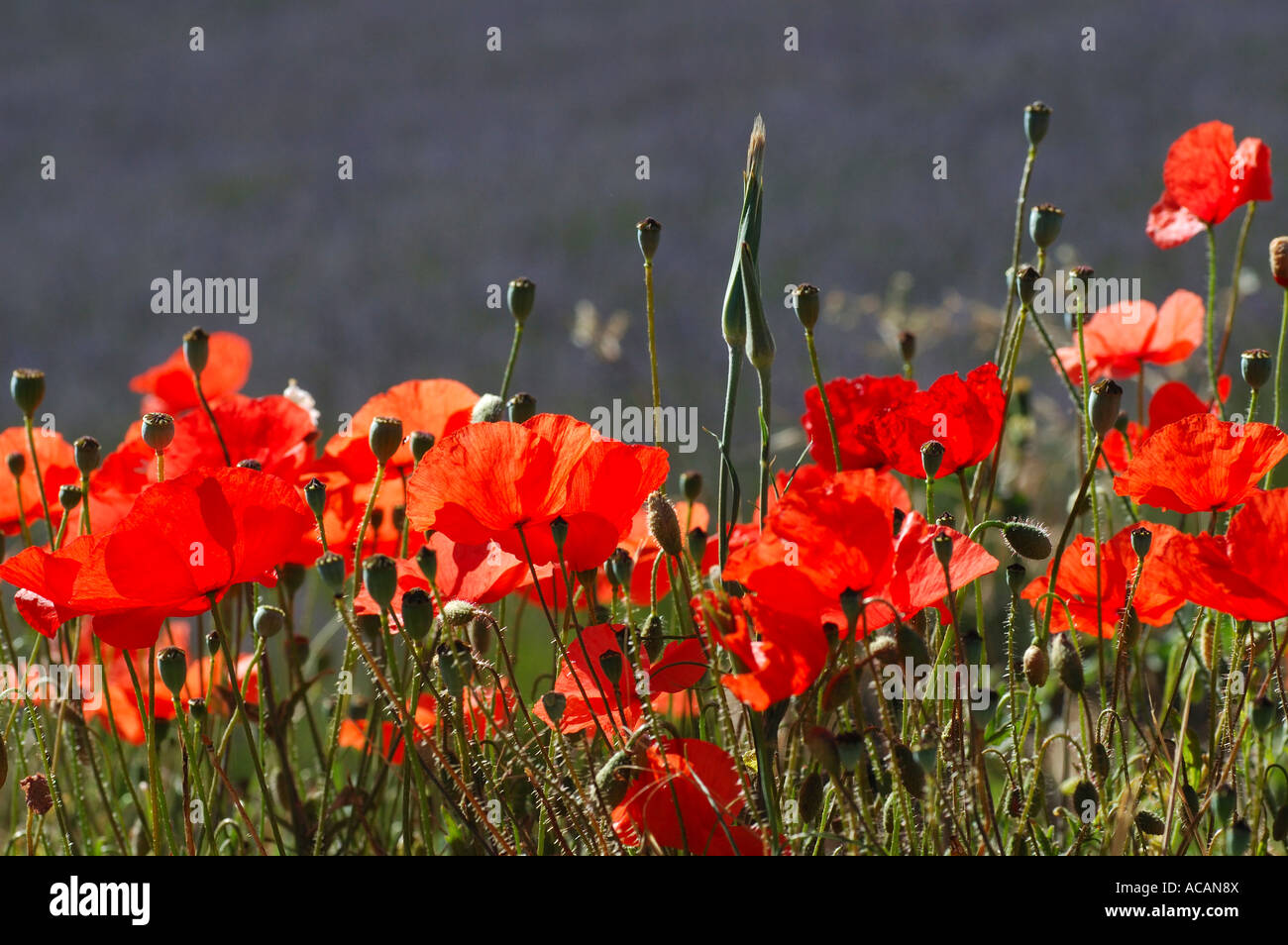 Poppy flowers in front of a lavender field, Provence, France Stock Photo