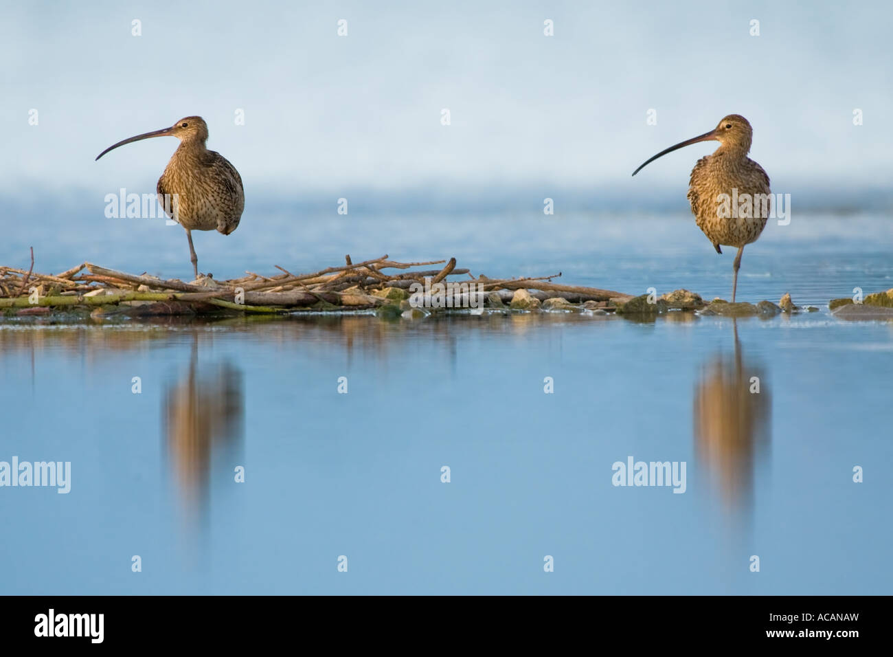Eurasian Curlew (Numenius arquata) Stock Photo