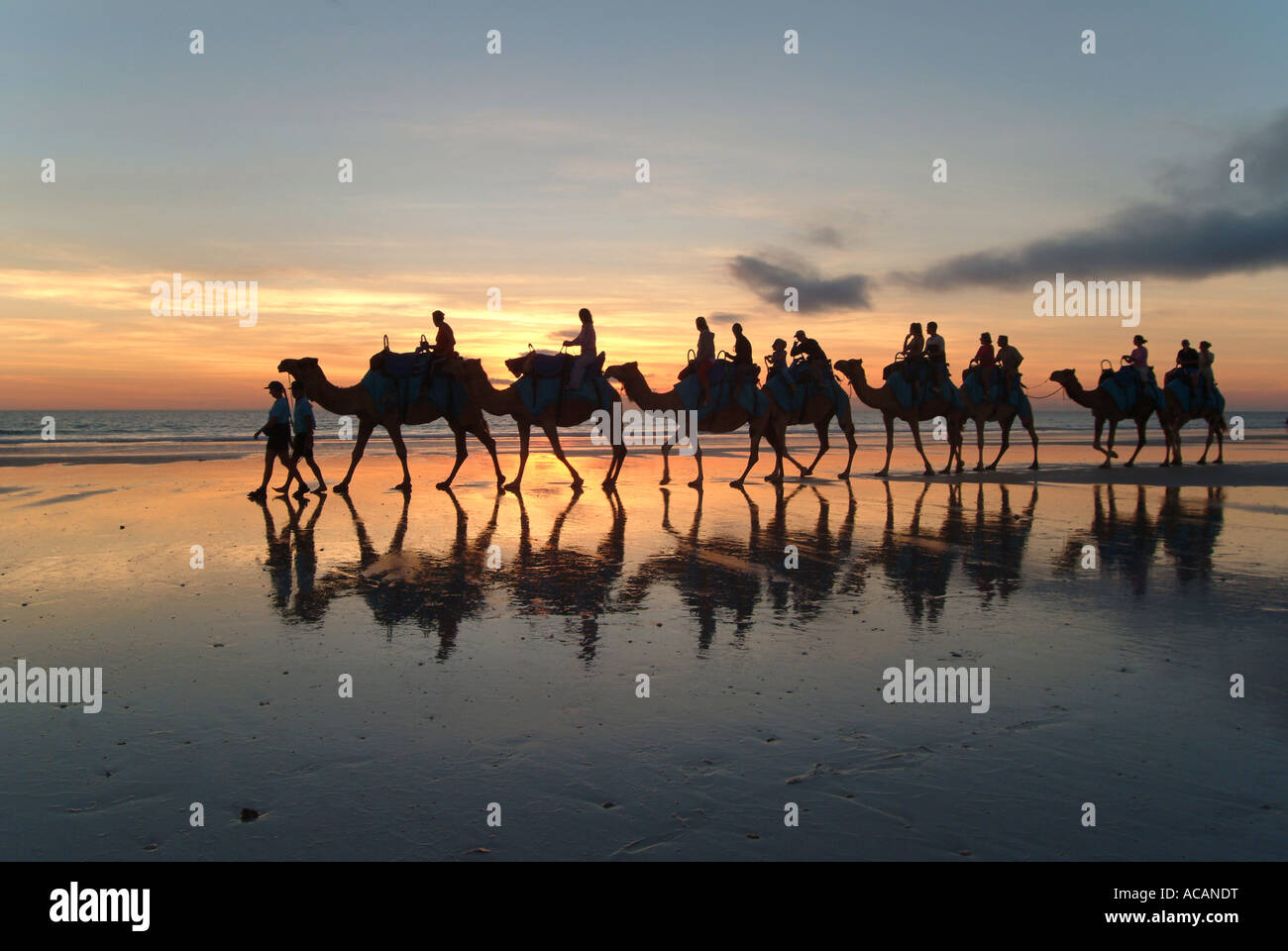 Camel caravan, Cable Beach, Broome, West Kimberlys, Australia Stock Photo