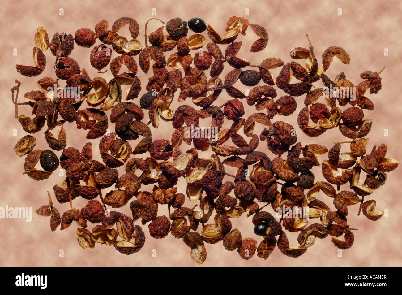 Sichuan pepper (Zanthoxylum piperitum) Stock Photo