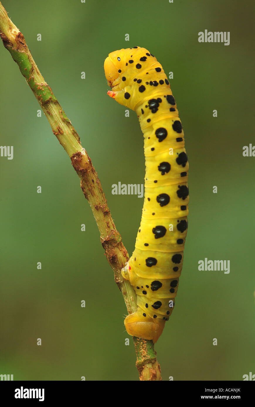 Four o´clock caterpillar (Dysphania fenestrata), Queensland, Australia Stock Photo
