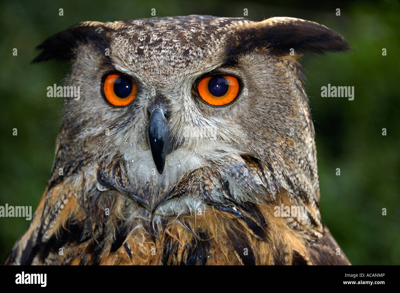 Eagle owl Bubo bubo portrait Stock Photo