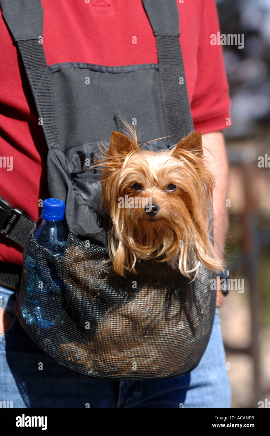 Dog carrying sling Stock Photo