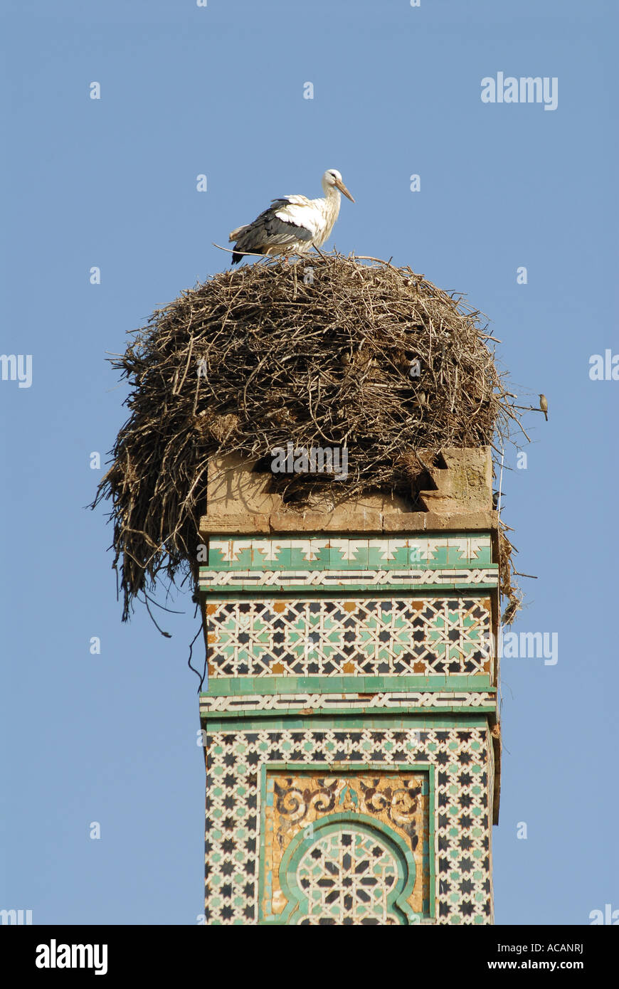 Stork (Ciconia ciconia) in the necropolis of Chellah, Rabat, Morocco ...