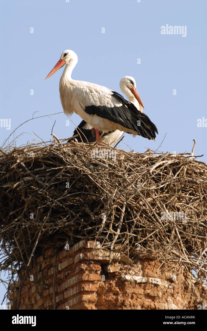 Storks (Ciconia ciconia) in the necropolis of Chellah, Rabat, Morocco ...