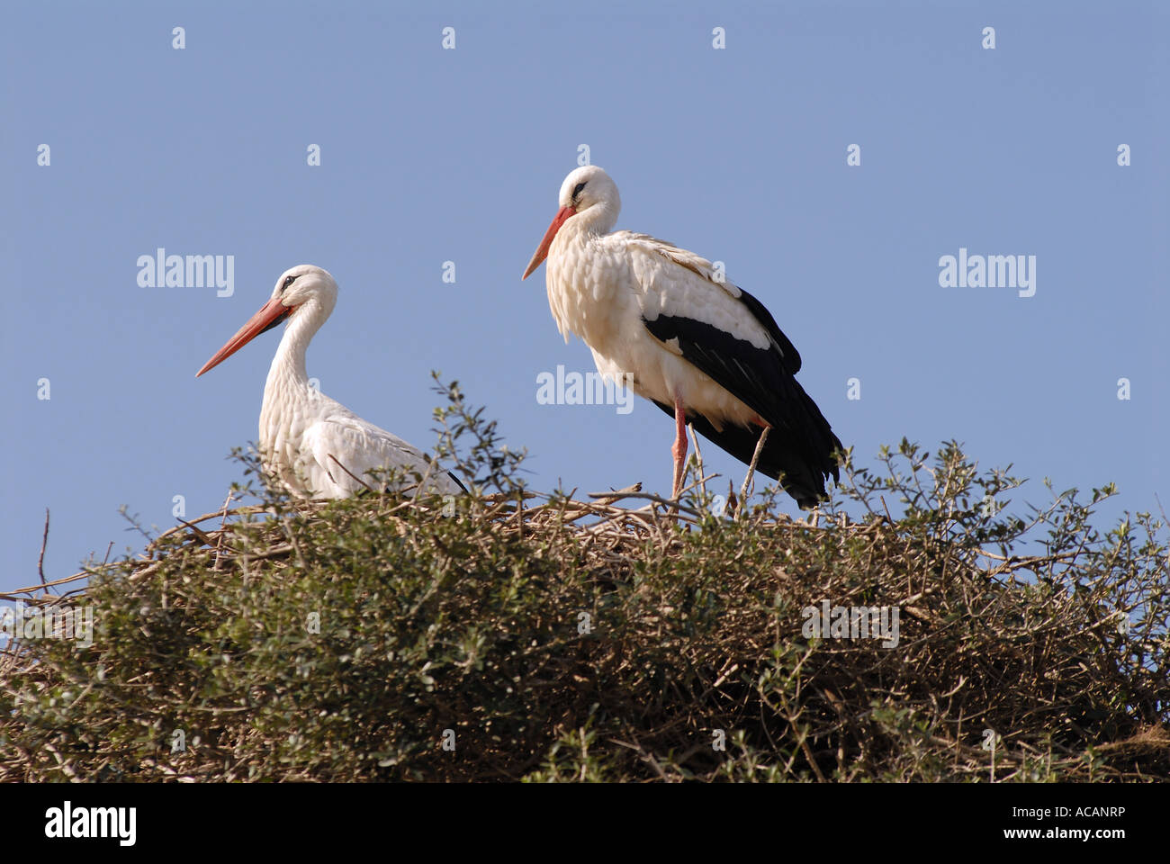 Nekropole tiere hi-res stock photography and images - Alamy
