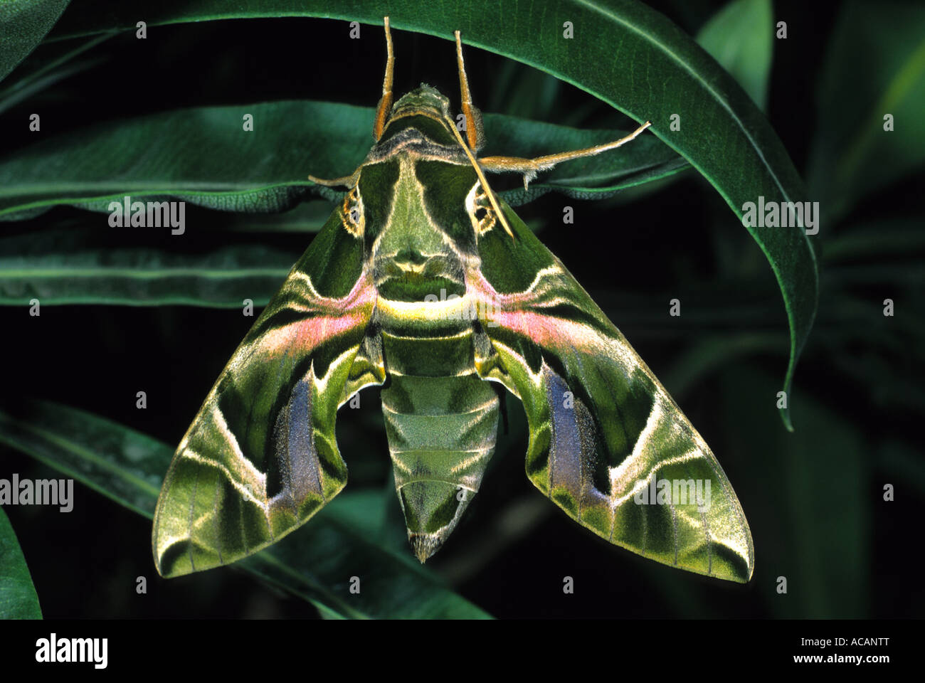 Oleander Hawk-moth (Daphnis nerrii) Stock Photo