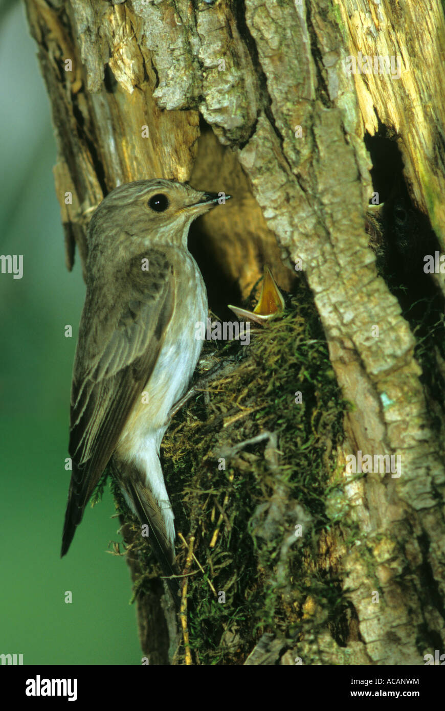 Spotted Flycatcher (Muscicapa striata) at nest with fledglings Stock Photo