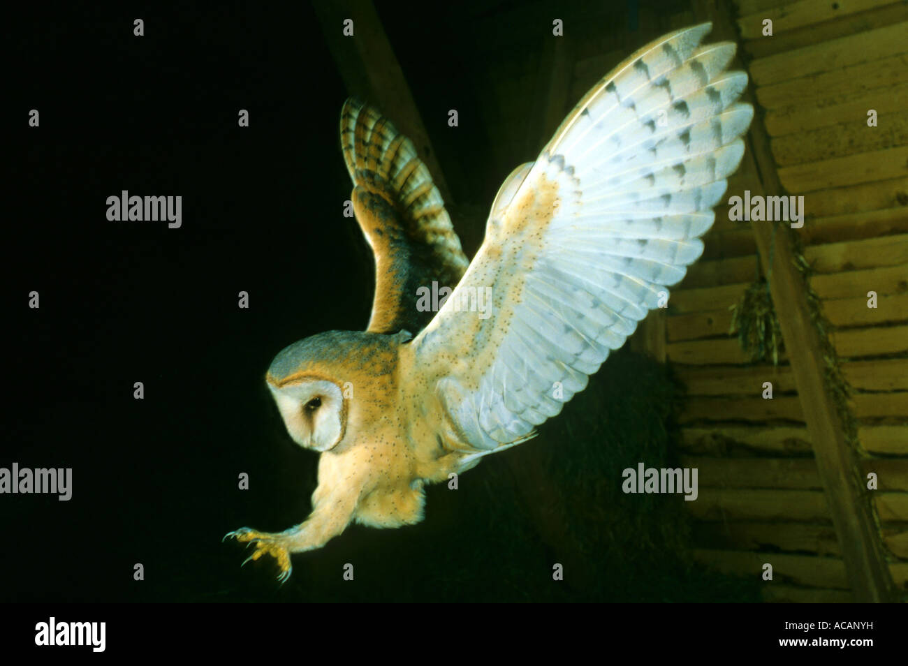 Hunting Barn Owl (Tyto alba) Stock Photo