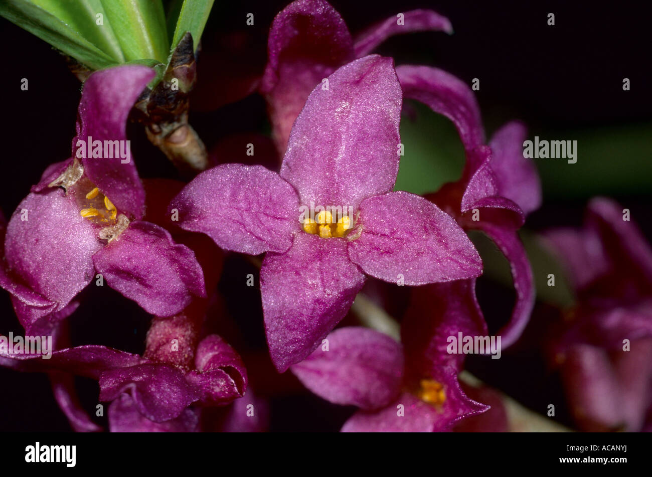 Daphne mezereum, fam. Thymelaeaceae Stock Photo