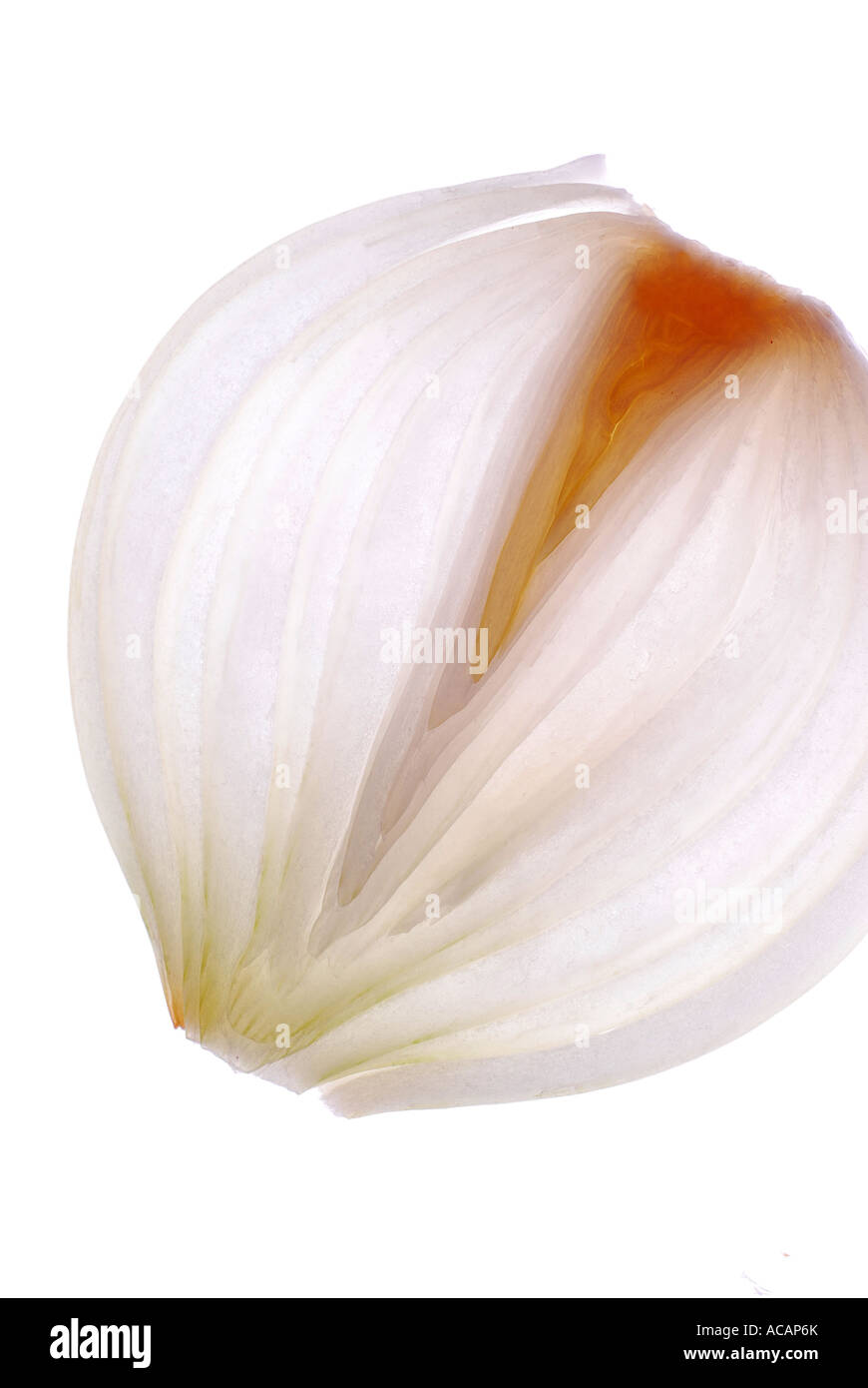 Transparent onion skin hi-res stock photography and images - Alamy