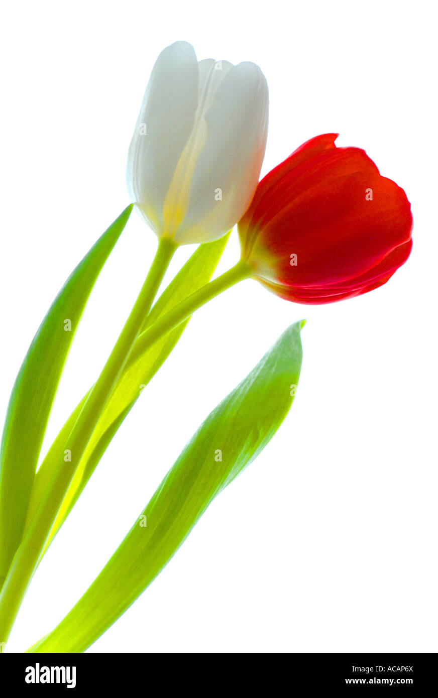 Pair of tulips Stock Photo