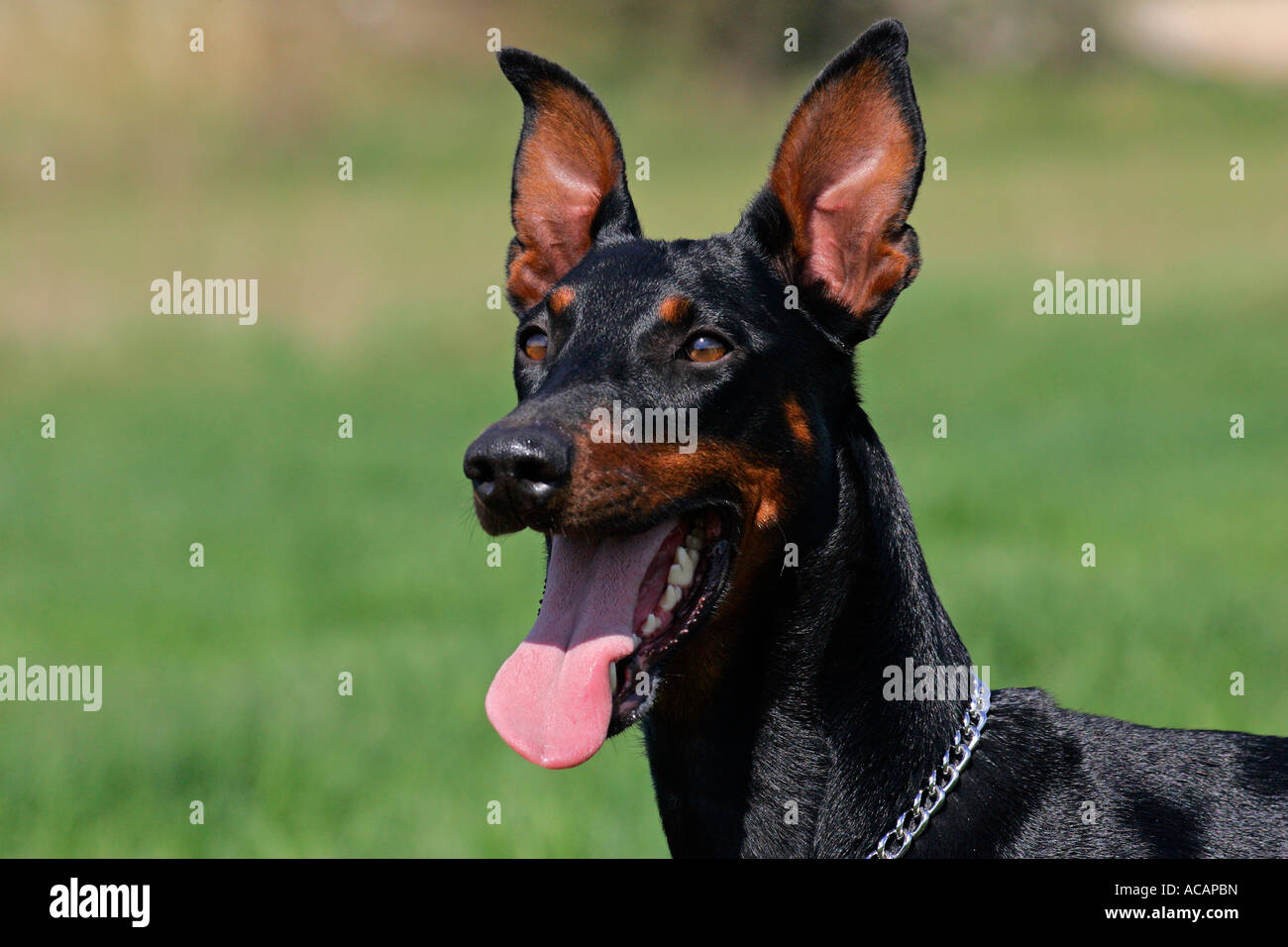 Panting doberman pinscher - doberman - female - portrait - domestic dog Stock Photo
