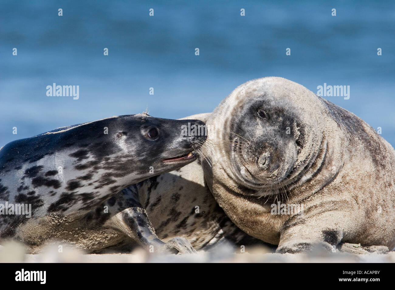 Playing Grey Seals (Halichoerus grypus), Stock Photo