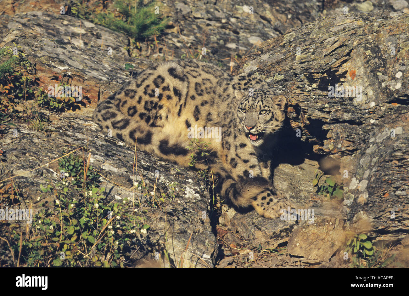 Snow Leopard Uncia Uncia Well Camouflaged O A Rock Stock Photo Alamy