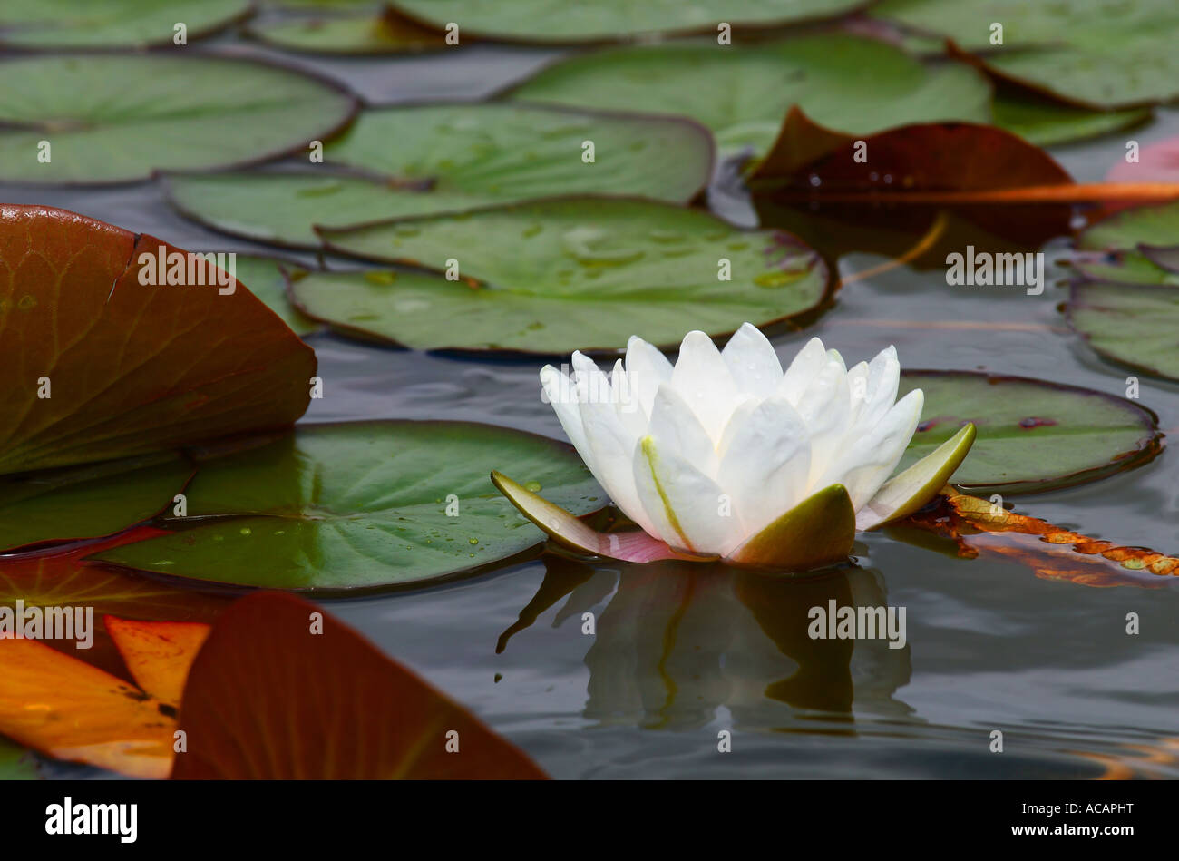 White opened water lily bud in a lake Stock Photo Alamy