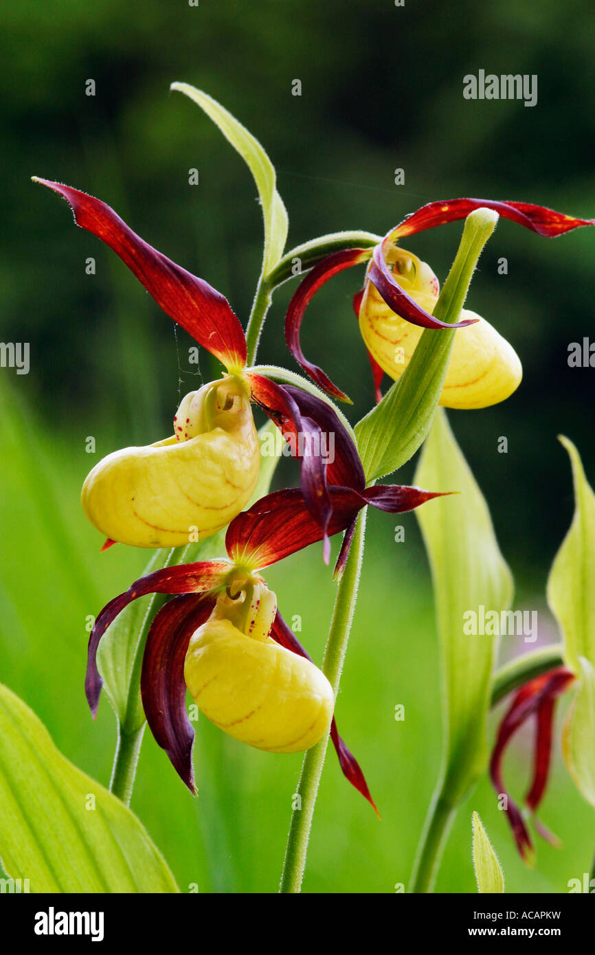 Lady's Slipper orchid, Cypripedium calceolus Stock Photo