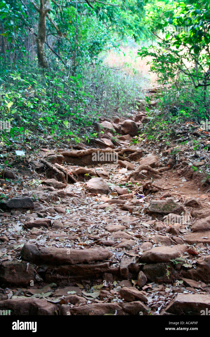 Forest path leading uphill Stock Photo
