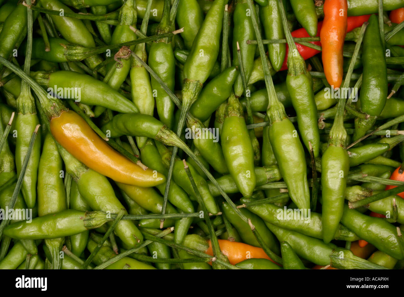 Lots of green chili Stock Photo