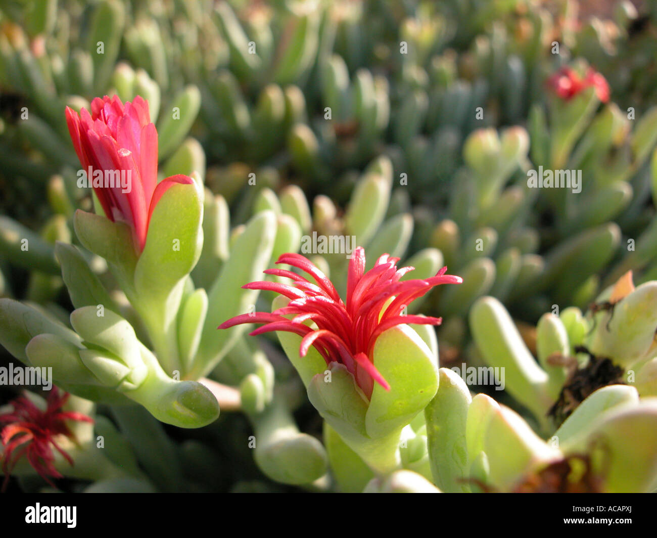 Desert plants in bloom Dahab, Sinai, Egypt Stock Photo