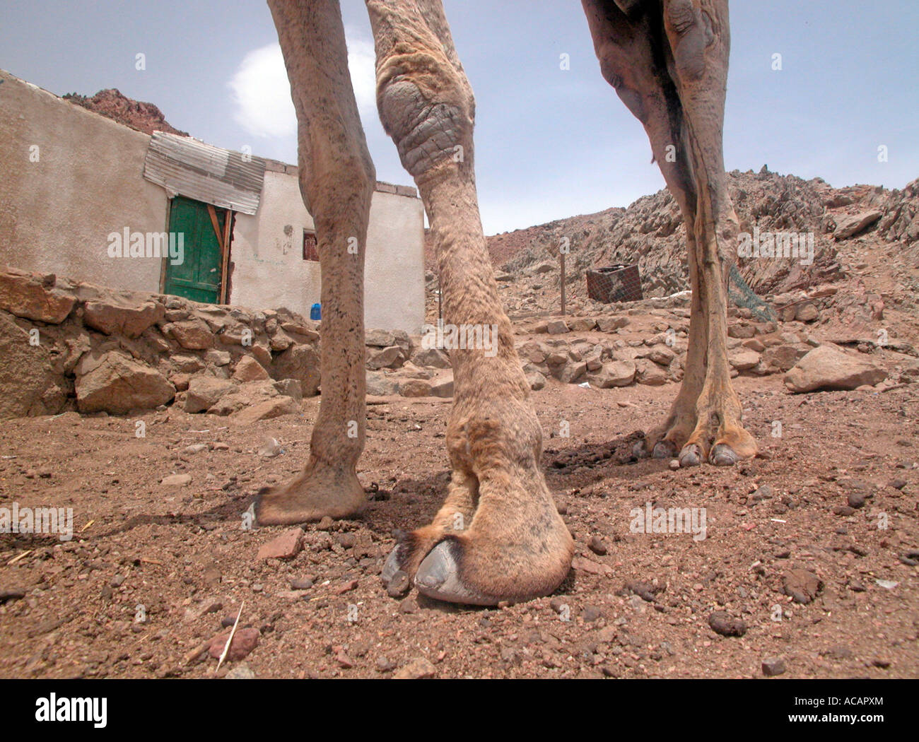 Feet of a camel Dahab, Sinai, Egypt Stock Photo
