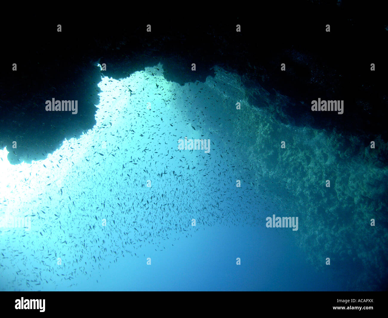 Rocky underwater landscape at the Blue Hole, Dahab, Sinai, Egypt Stock Photo