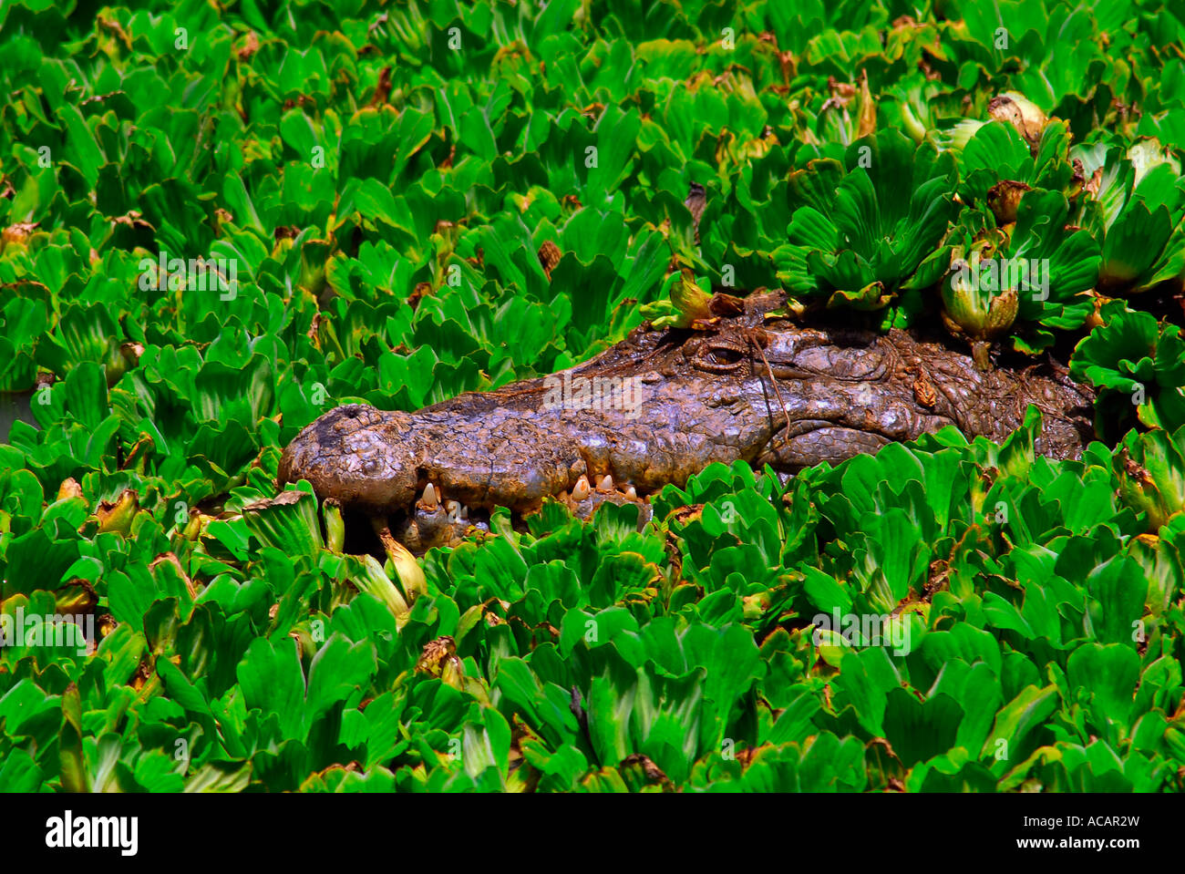 Nile Crocodile (Crocodylus niloticus) lies in wait for prey Stock Photo