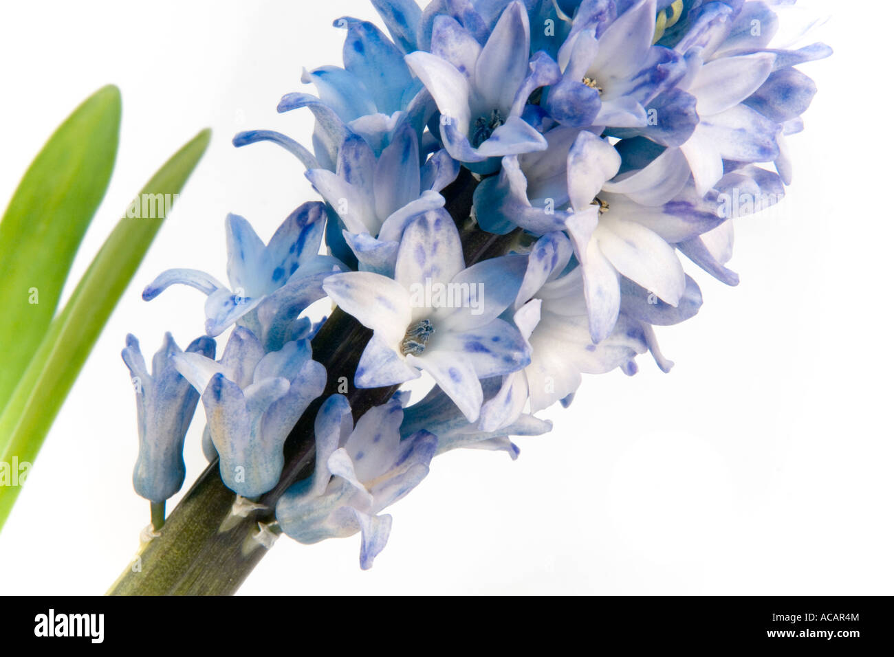 Hyacinth (Hyacinthaceae), detail Stock Photo