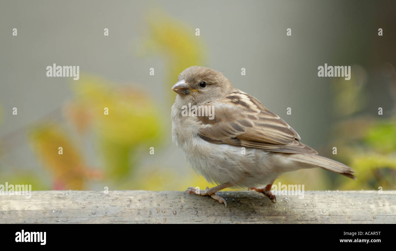 House sparrow (Passer domesticus) family sparrows (Passeridae) - Europe Stock Photo