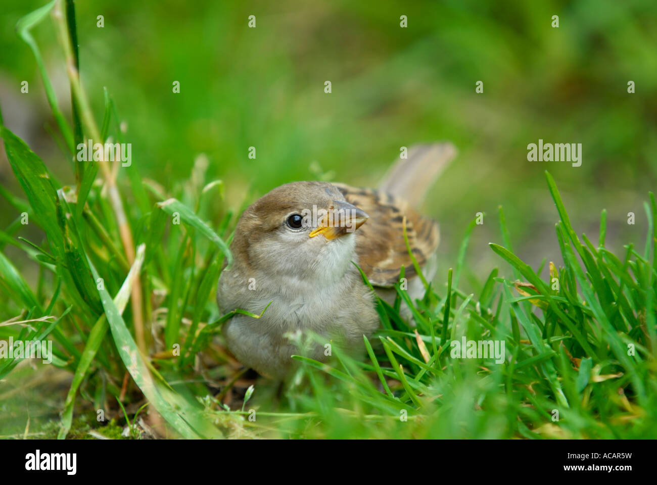 House sparrow (Passer domesticus) family sparrows (Passeridae) - Europe Stock Photo