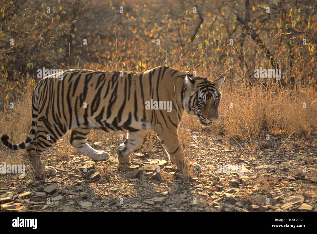 HSA70652 Tiger on Prowl Ranathambore Rajasthan India Stock Photo