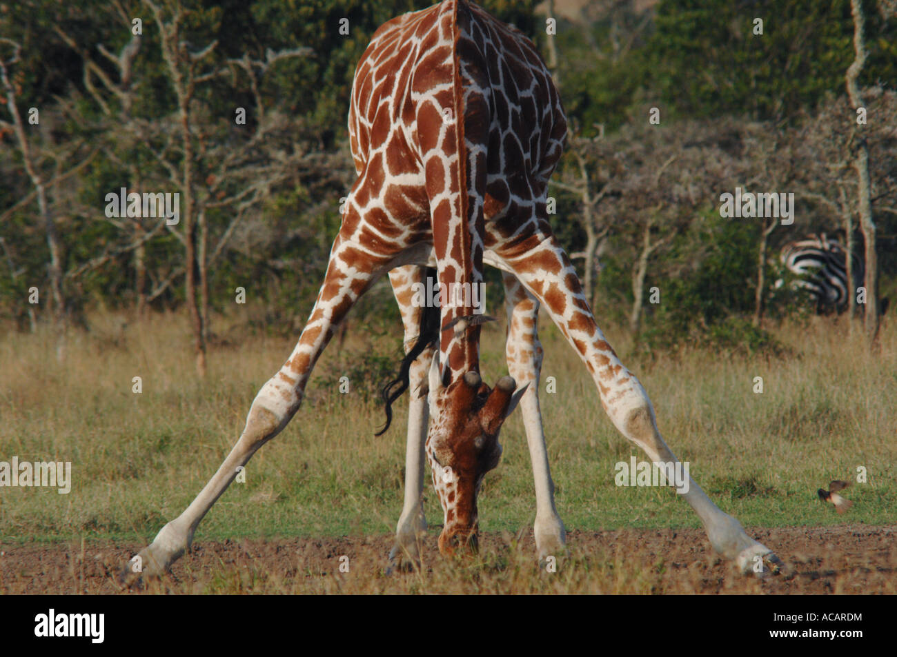 Somali Giraffe (Giraffa camelopardalis reticulata), drinking, Samburu national park, Kenya, Africa Stock Photo