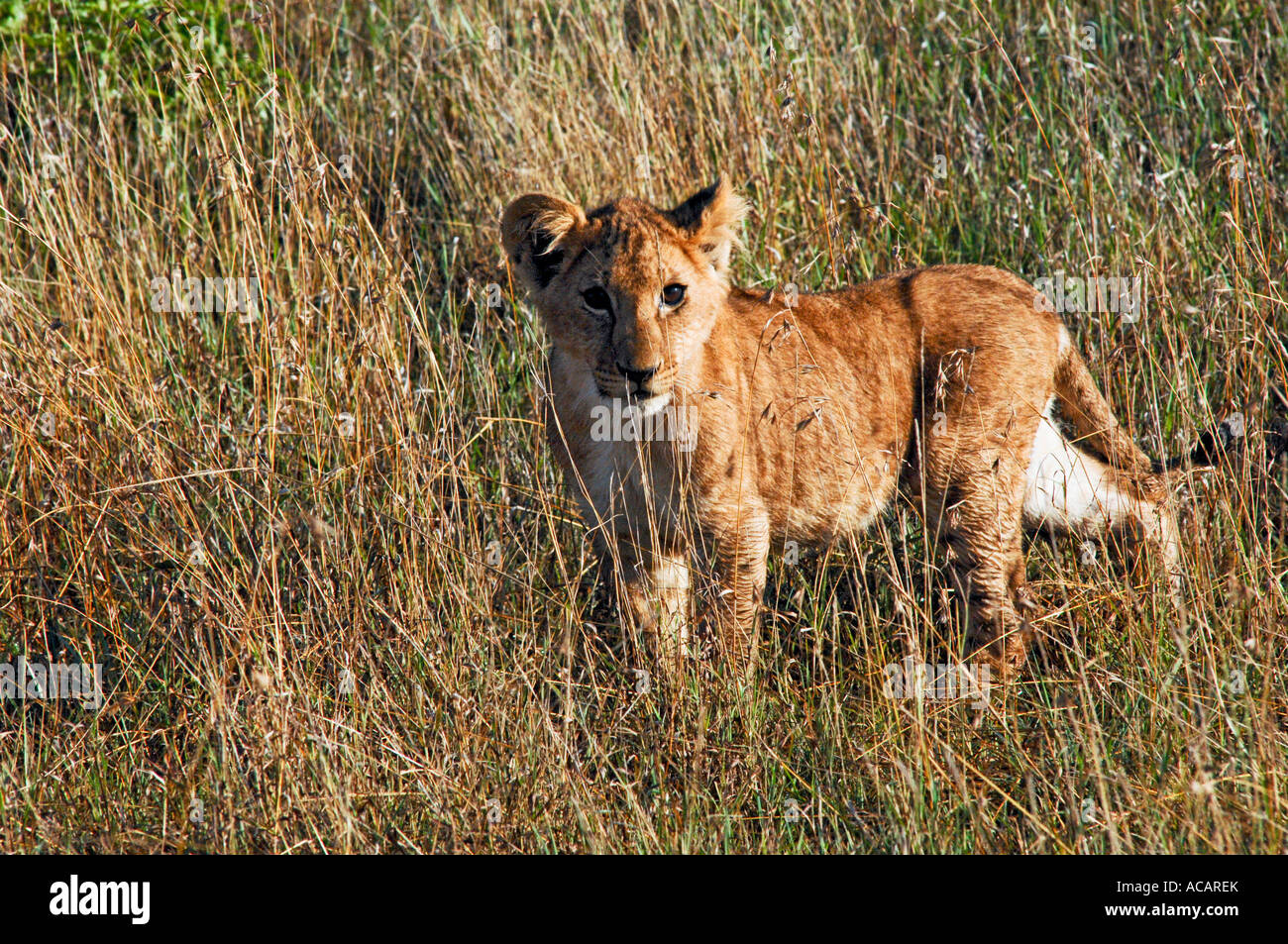 Baby lion (panthera leo) Masai Mara, Kenya, Africa Stock Photo