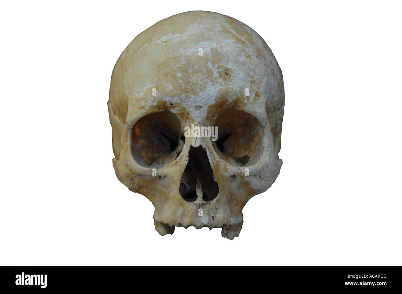 Human skull, cutout Stock Photo