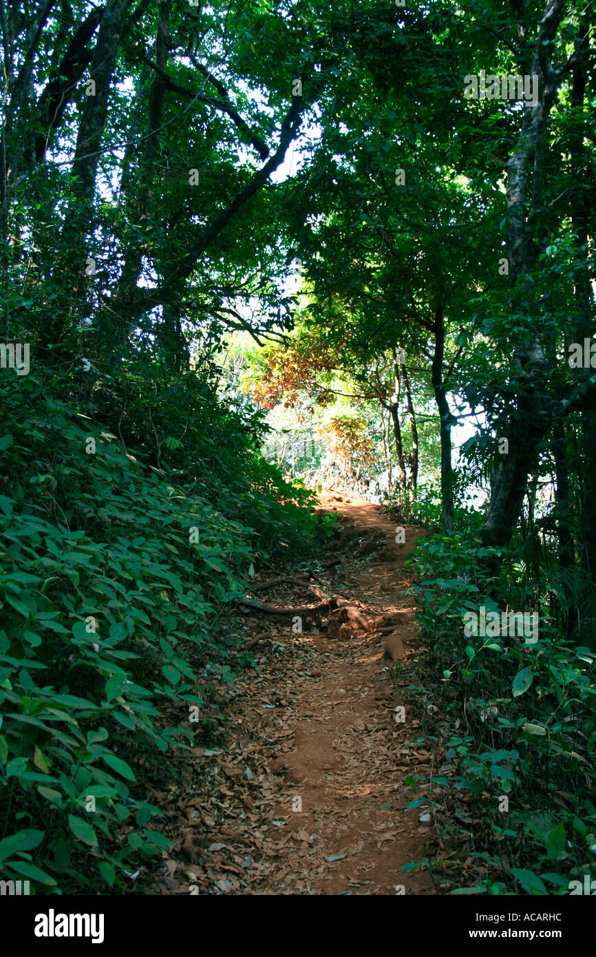 Shaded forest path leading uphill Stock Photo
