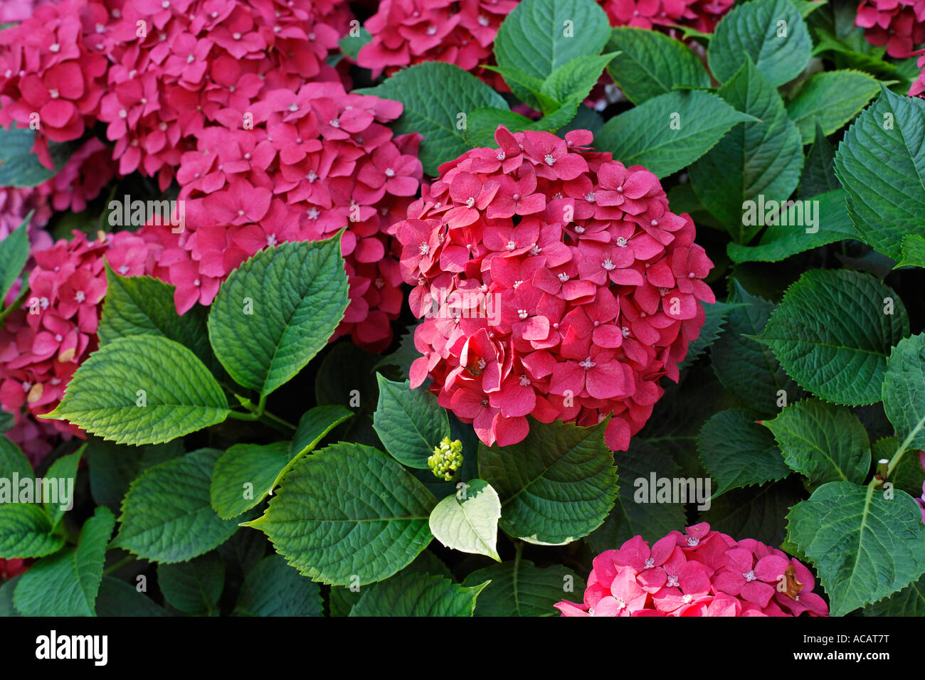 Hydrangea, Hortensia Stock Photo