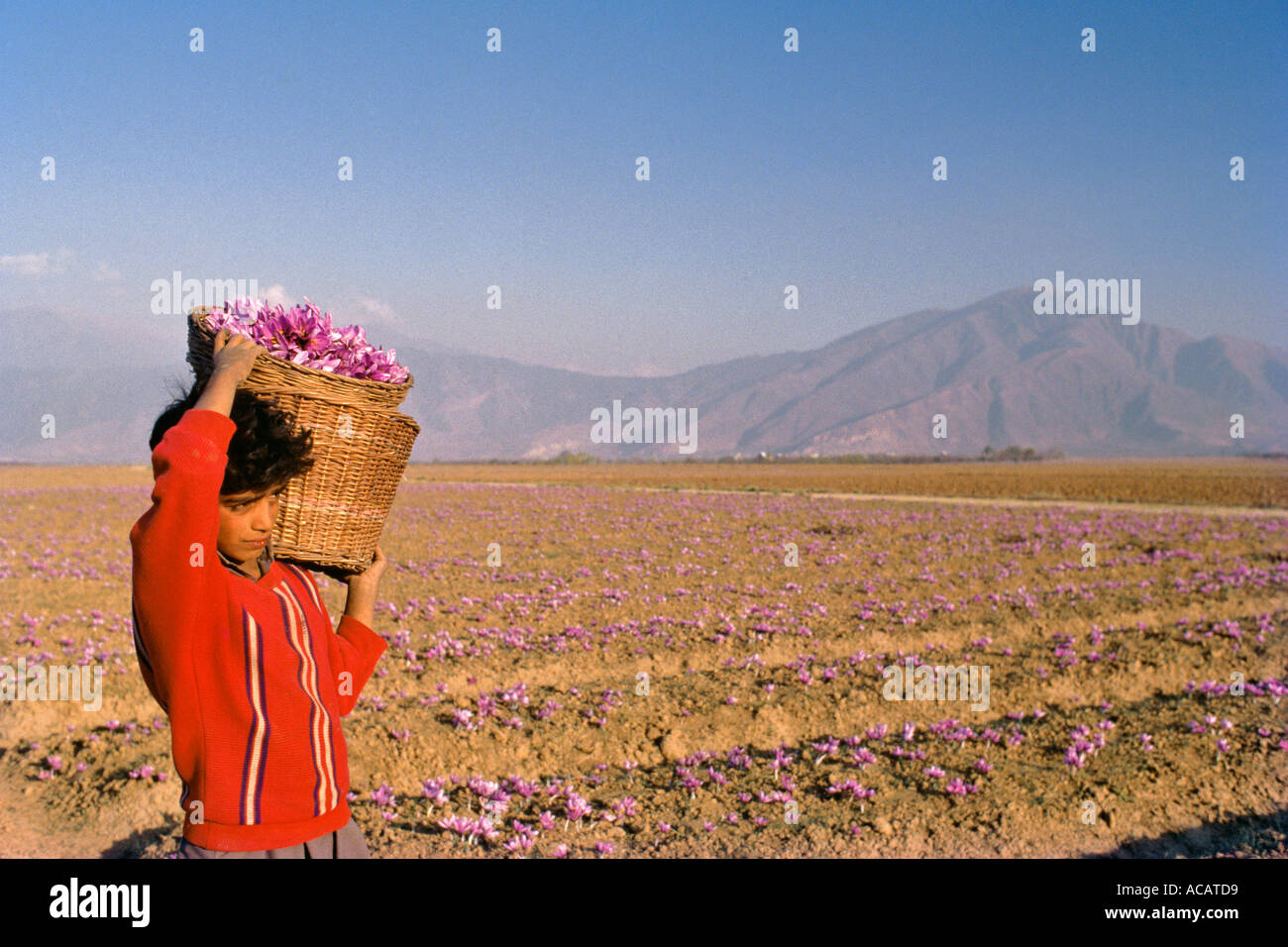 Boy carrying basket full of saffron flowers, during the harvest season