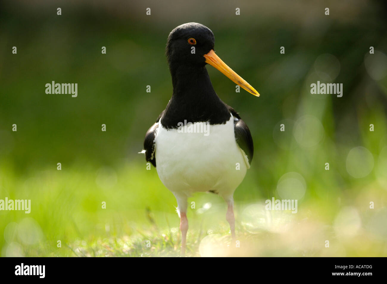 Eurasian Oystercatcher (Haematopus ostralegus Stock Photo - Alamy