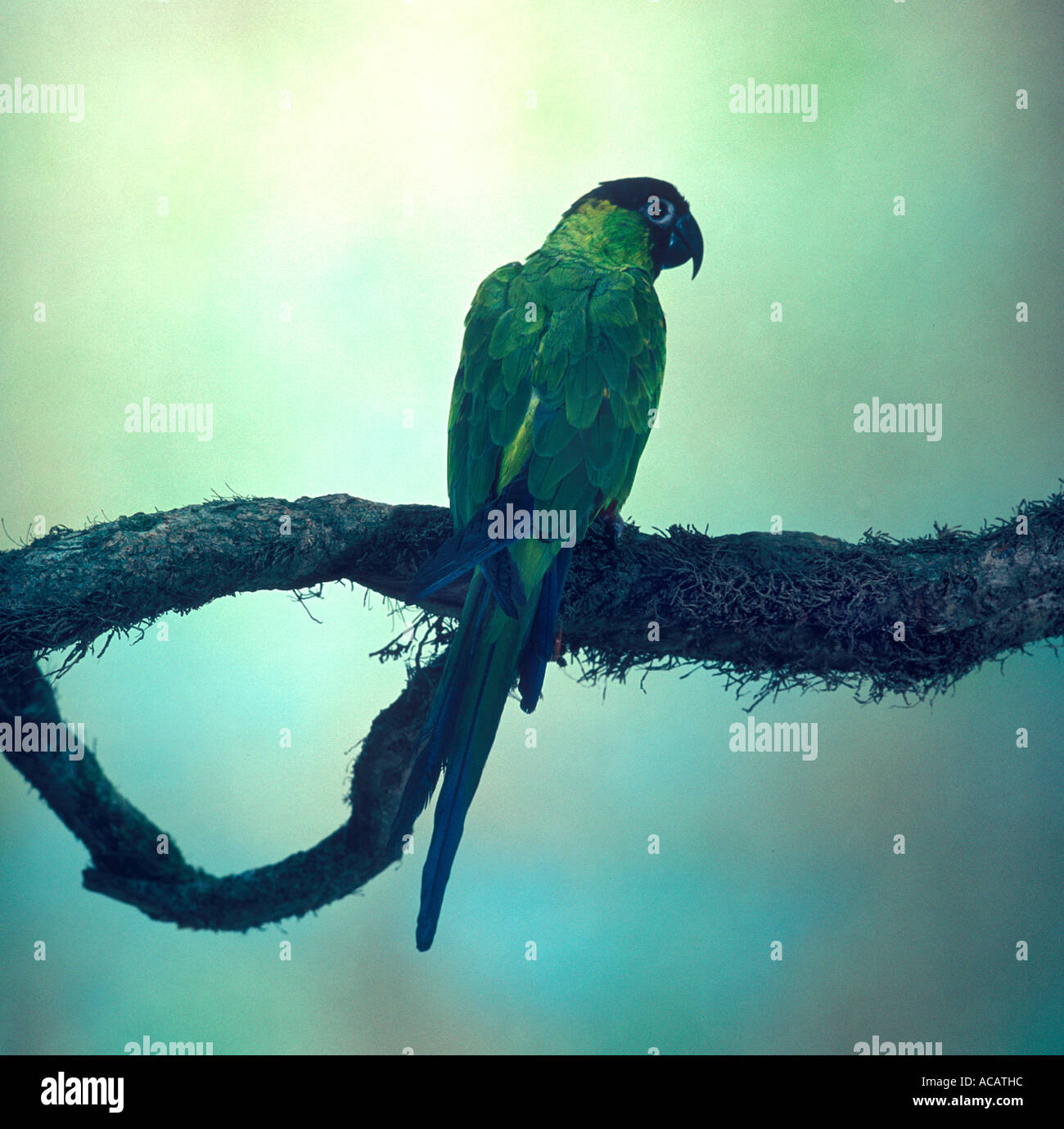 Nandy Conures Conure nanday hi-res stock photography and images - Alamy