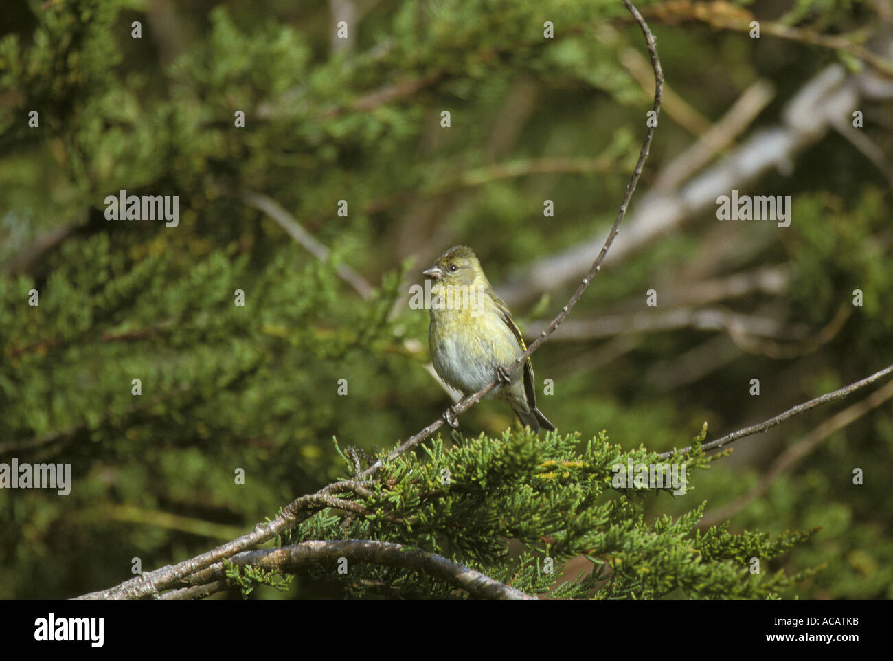 Black chinned Siskin Carduelis barbata Female Falklands Stock Photo