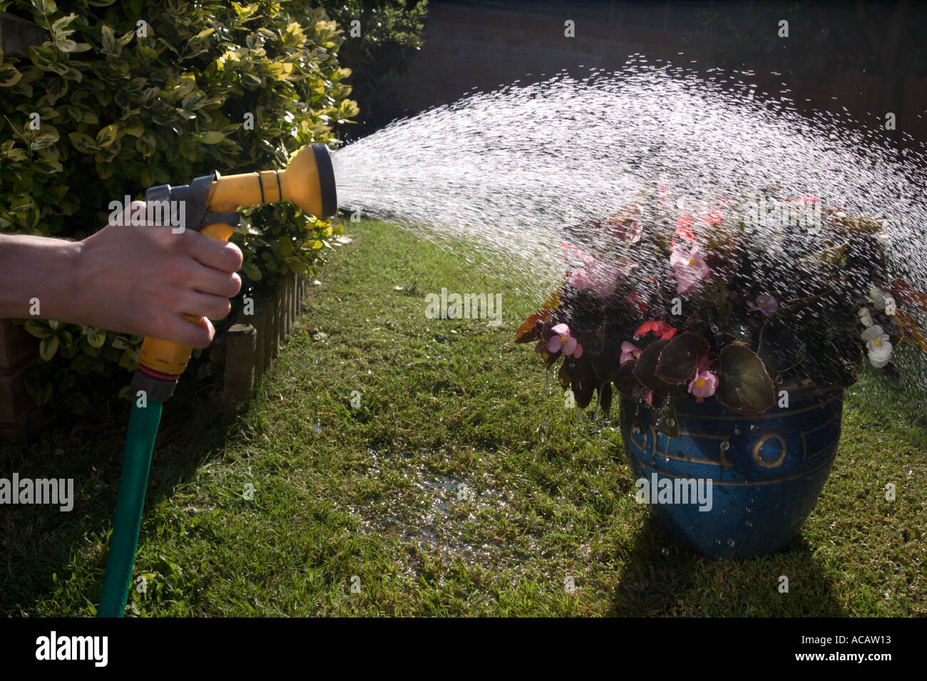Watering plants in the summer with a hosepipe Stock Photo Alamy