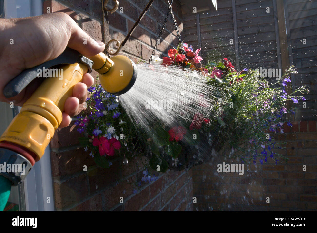 Watering plants in the summer with a hosepipe Stock Photo Alamy