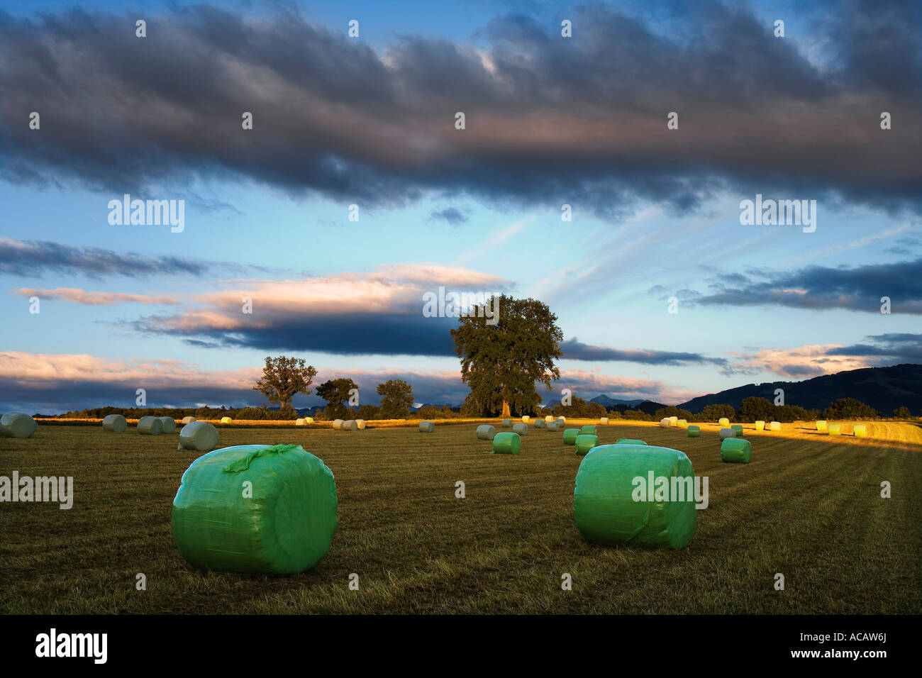 Round hay bales in plastic bags, field, English oaks, evening mood, Canton of Fribourg, Switzerland Stock Photo
